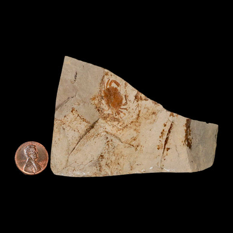 0.8" Fossil Crab Pinnixa Galliheri Pea Crab Monterey Cty San Luis Obispo Miocene Epoch - Fossil Age Minerals