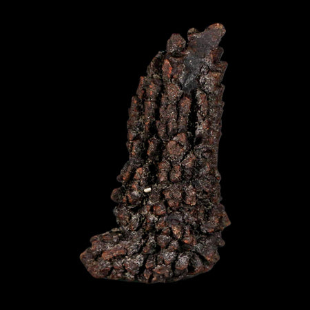 2.9" Prehistoric Coprolite Fossil Specimen Poop Dung Miocene Madagascar