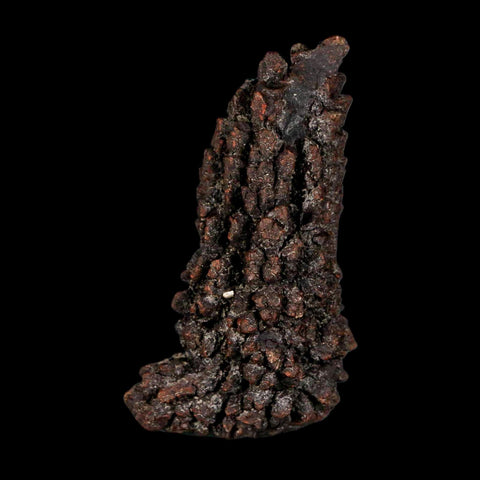 2.9" Prehistoric Coprolite Fossil Specimen Poop Dung Miocene Madagascar