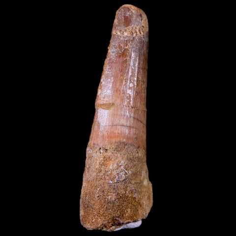 1.9" Spinosaurus Fossil Tooth 100 Mil Yrs Old Cretaceous Dinosaur COA & Stand - Fossil Age Minerals