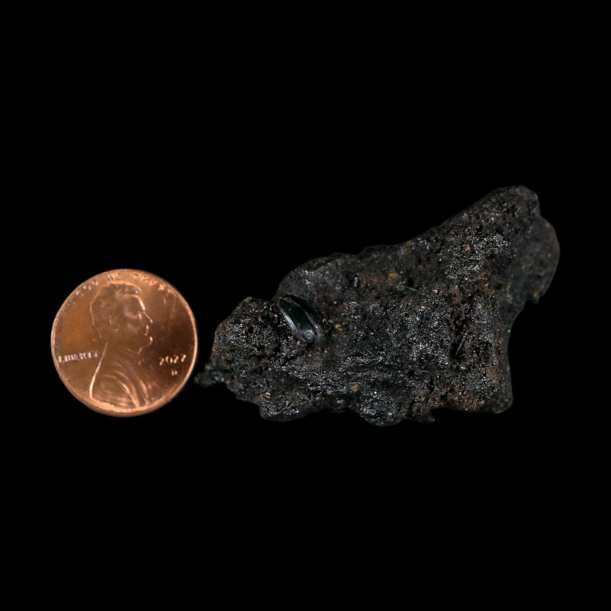 0.3" Fossil Tropisternus Sp Beetle Encapsulated In Solidified Tar Pleistocene Age