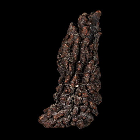 2.9" Prehistoric Coprolite Fossil Specimen Poop Dung Miocene Madagascar