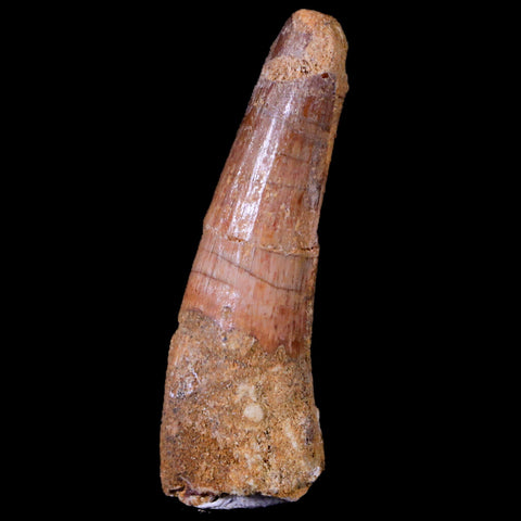 1.9" Spinosaurus Fossil Tooth 100 Mil Yrs Old Cretaceous Dinosaur COA & Stand - Fossil Age Minerals