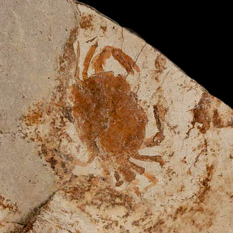 0.8" Fossil Crab Pinnixa Galliheri Pea Crab Monterey Cty San Luis Obispo Miocene Epoch - Fossil Age Minerals