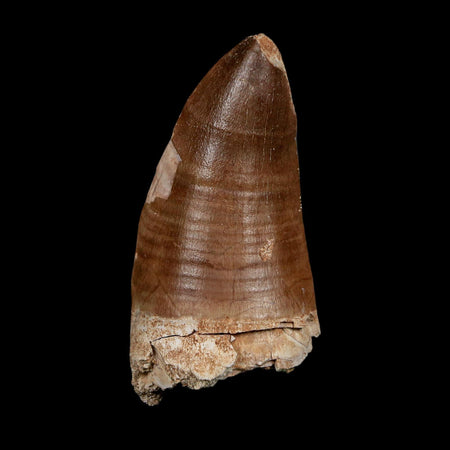 XXL 2.6" Tylosaurus Mosasaur Fossil Tooth Cretaceous Dinosaur Era COA, Stand