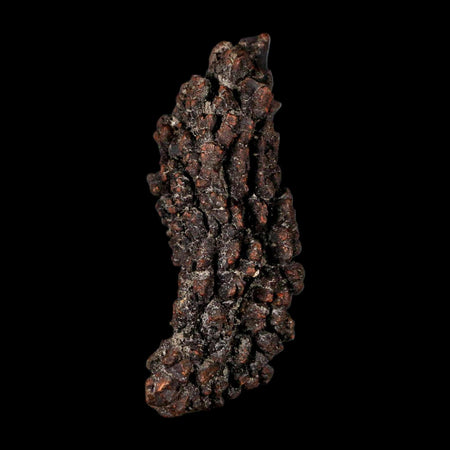 2.9" Prehistoric Coprolite Fossil Specimen Poop Dung Miocene Madagascar