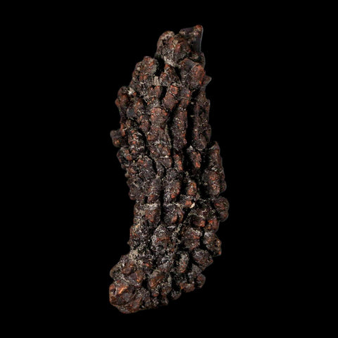 2.9" Prehistoric Coprolite Fossil Specimen Poop Dung Miocene Madagascar