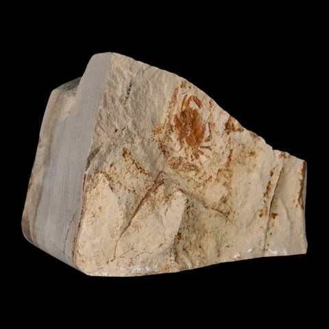 0.8" Fossil Crab Pinnixa Galliheri Pea Crab Monterey Cty San Luis Obispo Miocene Epoch - Fossil Age Minerals