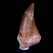 XXL 2.7" Mosasaur Hoffmanni Fossil Tooth Cretaceous Dinosaur Era COA & Stand