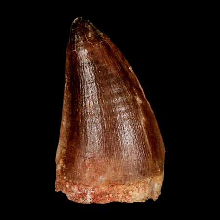 XL 2" Mosasaur Prognathodon Fossil Tooth Cretaceous Dinosaur Era COA & Stand