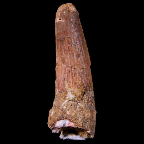 1.9" Spinosaurus Fossil Tooth 100 Mil Yrs Old Cretaceous Dinosaur COA & Stand - Fossil Age Minerals