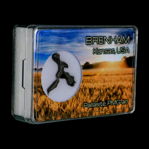 1.1" Brenham Meteorite Specimen Kiowa County, Kansas USA 2.07 Grams Display - Fossil Age Minerals