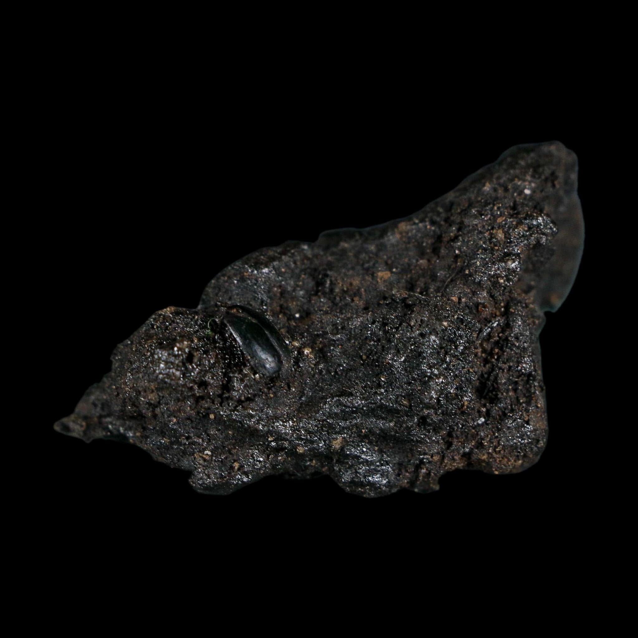 0.3" Fossil Tropisternus Sp Beetle Encapsulated In Solidified Tar Pleistocene Age
