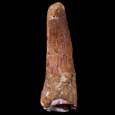 1.9" Spinosaurus Fossil Tooth 100 Mil Yrs Old Cretaceous Dinosaur COA & Stand - Fossil Age Minerals