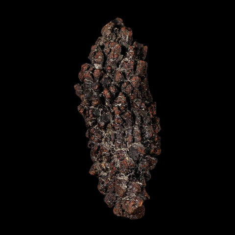 2.9" Prehistoric Coprolite Fossil Specimen Poop Dung Miocene Madagascar