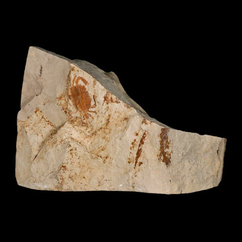 0.8" Fossil Crab Pinnixa Galliheri Pea Crab Monterey Cty San Luis Obispo Miocene Epoch - Fossil Age Minerals