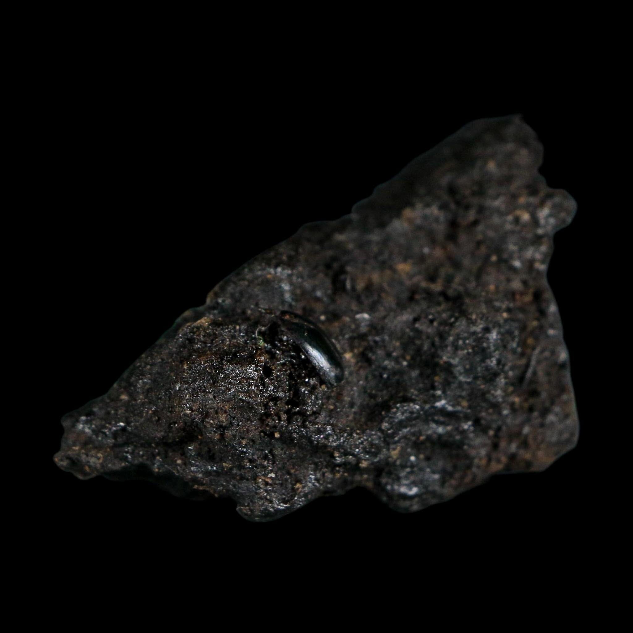 0.3" Fossil Tropisternus Sp Beetle Encapsulated In Solidified Tar Pleistocene Age