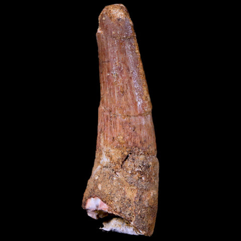 1.9" Spinosaurus Fossil Tooth 100 Mil Yrs Old Cretaceous Dinosaur COA & Stand - Fossil Age Minerals