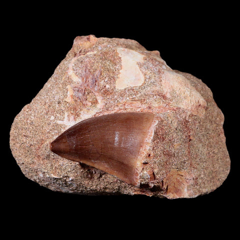 1.4" Mosasaur Prognathodon Fossil Tooth In Matrix Cretaceous Dinosaur Era COA - Fossil Age Minerals