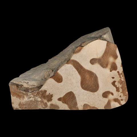 0.8" Fossil Crab Pinnixa Galliheri Pea Crab Monterey Cty San Luis Obispo Miocene Epoch - Fossil Age Minerals
