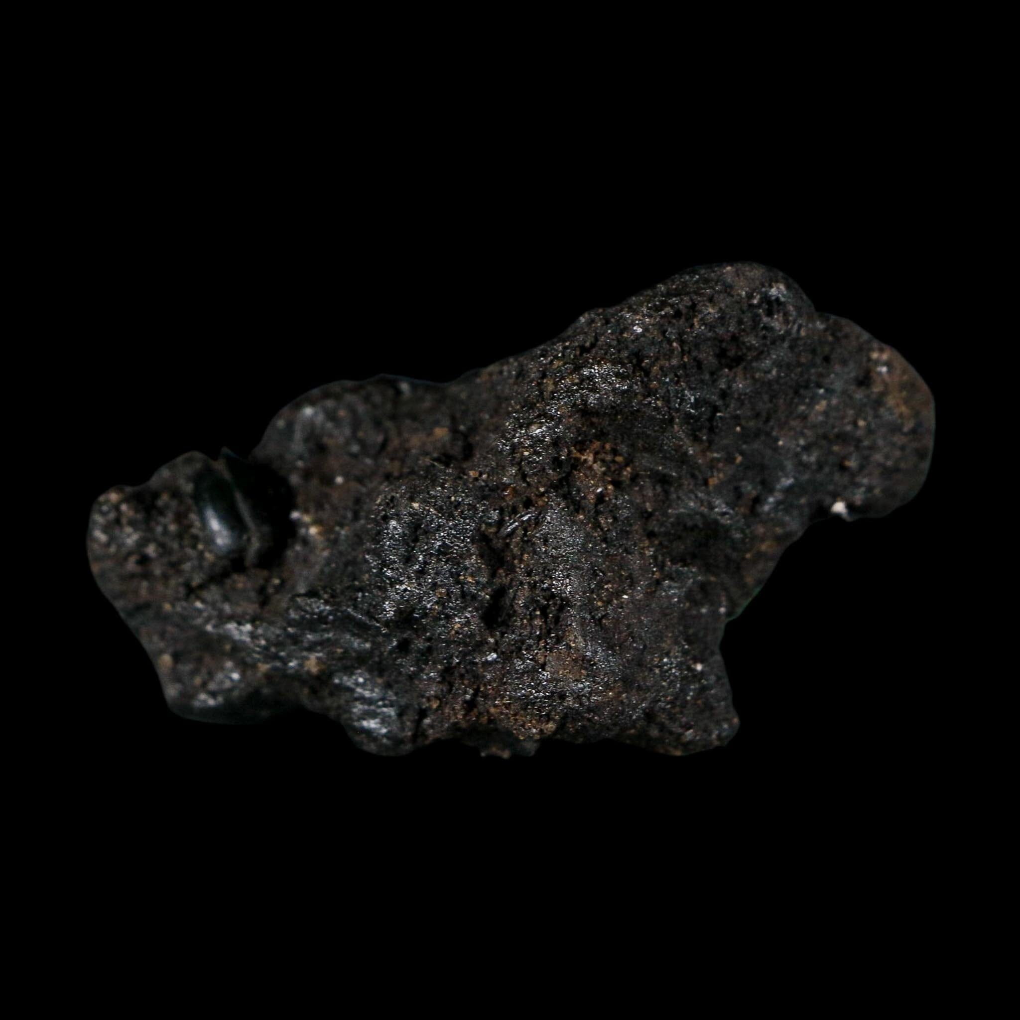 0.3" Fossil Tropisternus Sp Beetle Encapsulated In Solidified Tar Pleistocene Age