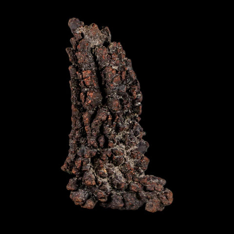 2.9" Prehistoric Coprolite Fossil Specimen Poop Dung Miocene Madagascar