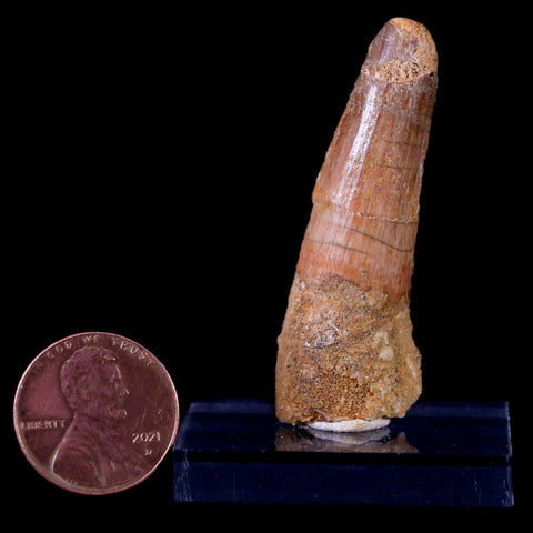 1.9" Spinosaurus Fossil Tooth 100 Mil Yrs Old Cretaceous Dinosaur COA & Stand - Fossil Age Minerals
