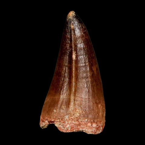 XL 2" Mosasaur Prognathodon Fossil Tooth Cretaceous Dinosaur Era COA & Stand