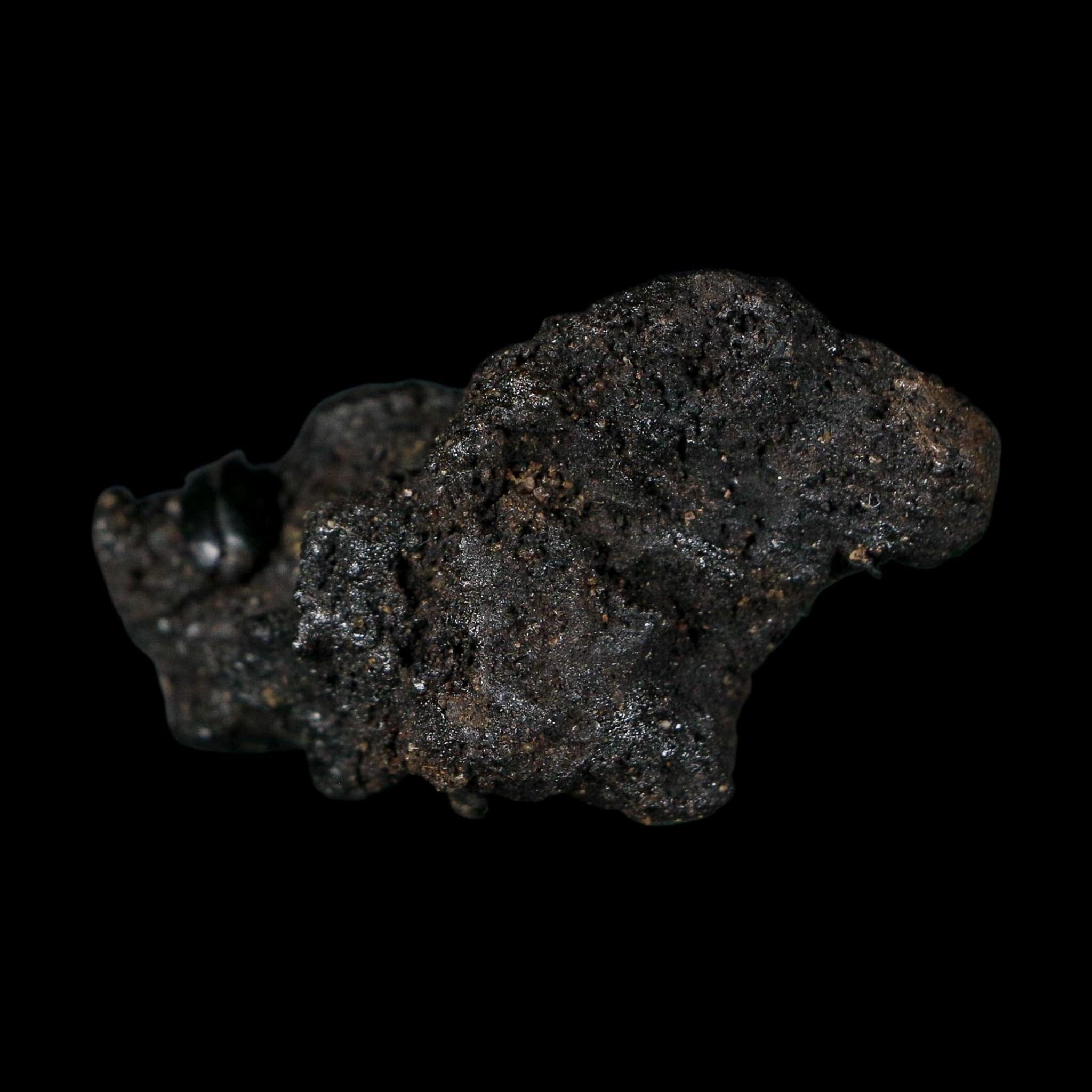 0.3" Fossil Tropisternus Sp Beetle Encapsulated In Solidified Tar Pleistocene Age