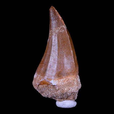 XXL 2.7" Mosasaur Hoffmanni Fossil Tooth Cretaceous Dinosaur Era COA & Stand