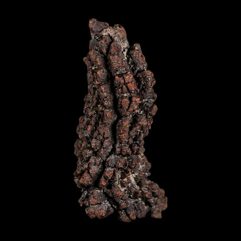 2.9" Prehistoric Coprolite Fossil Specimen Poop Dung Miocene Madagascar