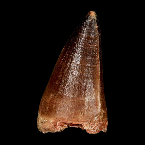 XL 2" Mosasaur Prognathodon Fossil Tooth Cretaceous Dinosaur Era COA & Stand