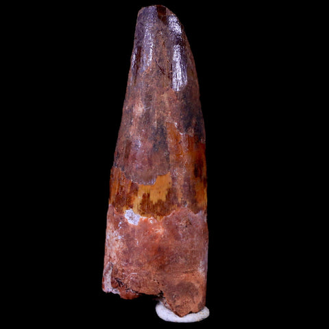 2" Spinosaurus Fossil Tooth 100 Mil Yrs Old Cretaceous Dinosaur COA & Stand - Fossil Age Minerals