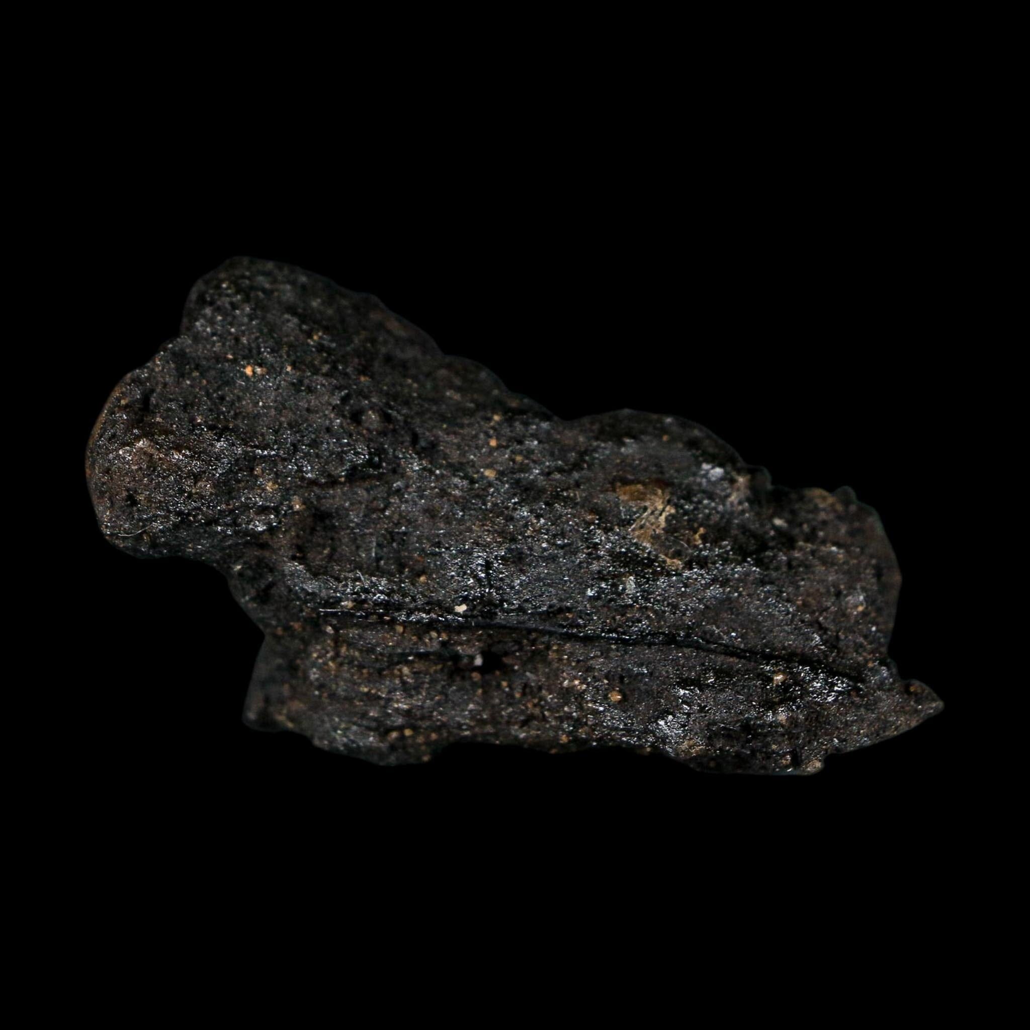 0.3" Fossil Tropisternus Sp Beetle Encapsulated In Solidified Tar Pleistocene Age