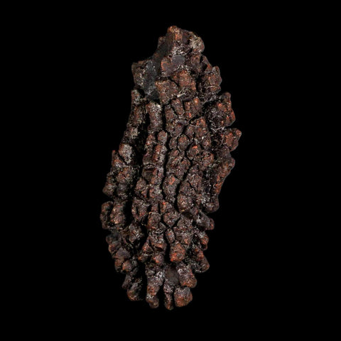 2.9" Prehistoric Coprolite Fossil Specimen Poop Dung Miocene Madagascar