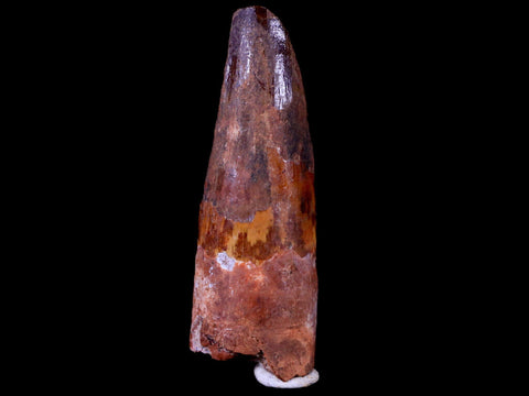 2" Spinosaurus Fossil Tooth 100 Mil Yrs Old Cretaceous Dinosaur COA & Stand - Fossil Age Minerals