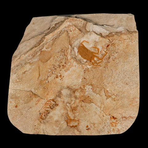 0.7" Fossil Crab Pinnixa Galliheri Pea Crab Monterey Cty San Luis Obispo Miocene Epoch - Fossil Age Minerals