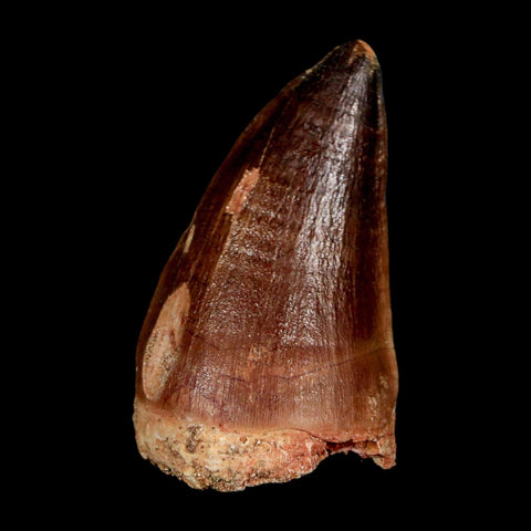 XL 2" Mosasaur Prognathodon Fossil Tooth Cretaceous Dinosaur Era COA & Stand