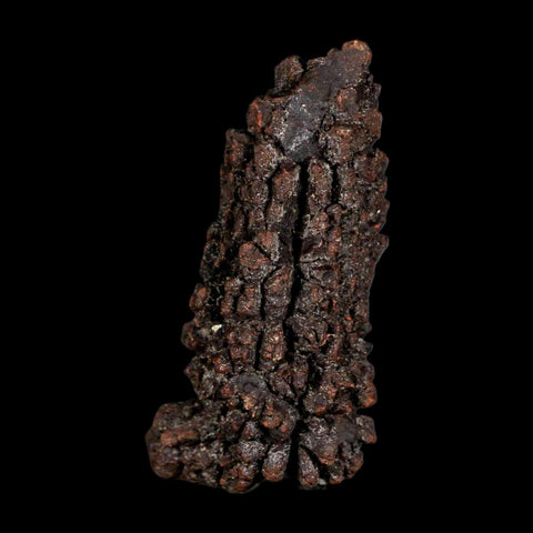 2.9" Prehistoric Coprolite Fossil Specimen Poop Dung Miocene Madagascar