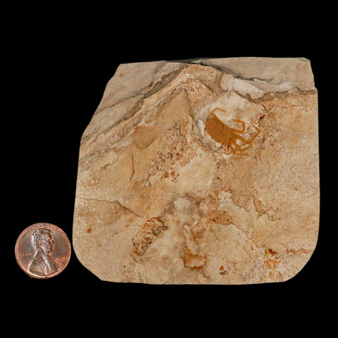 0.7" Fossil Crab Pinnixa Galliheri Pea Crab Monterey Cty San Luis Obispo Miocene Epoch - Fossil Age Minerals