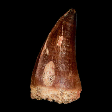 XL 2" Mosasaur Prognathodon Fossil Tooth Cretaceous Dinosaur Era COA & Stand