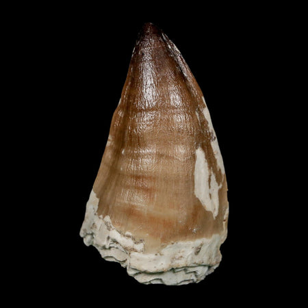 XXL 2.6" Mosasaur Prognathodon Fossil Tooth Cretaceous Dinosaur Era COA, Stand