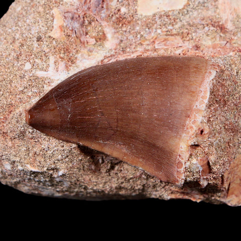 1.4" Mosasaur Prognathodon Fossil Tooth In Matrix Cretaceous Dinosaur Era COA - Fossil Age Minerals