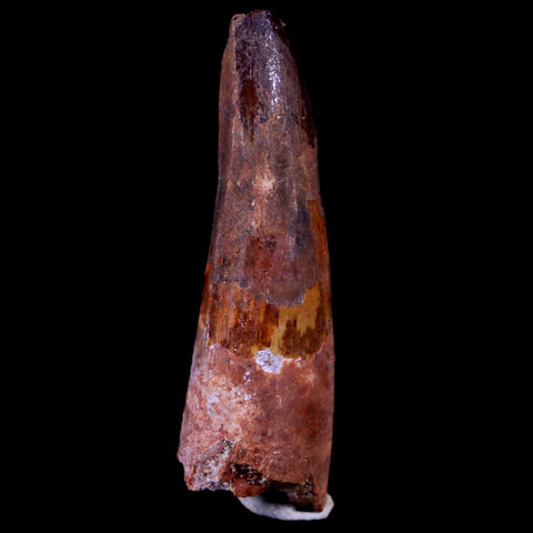2" Spinosaurus Fossil Tooth 100 Mil Yrs Old Cretaceous Dinosaur COA & Stand - Fossil Age Minerals
