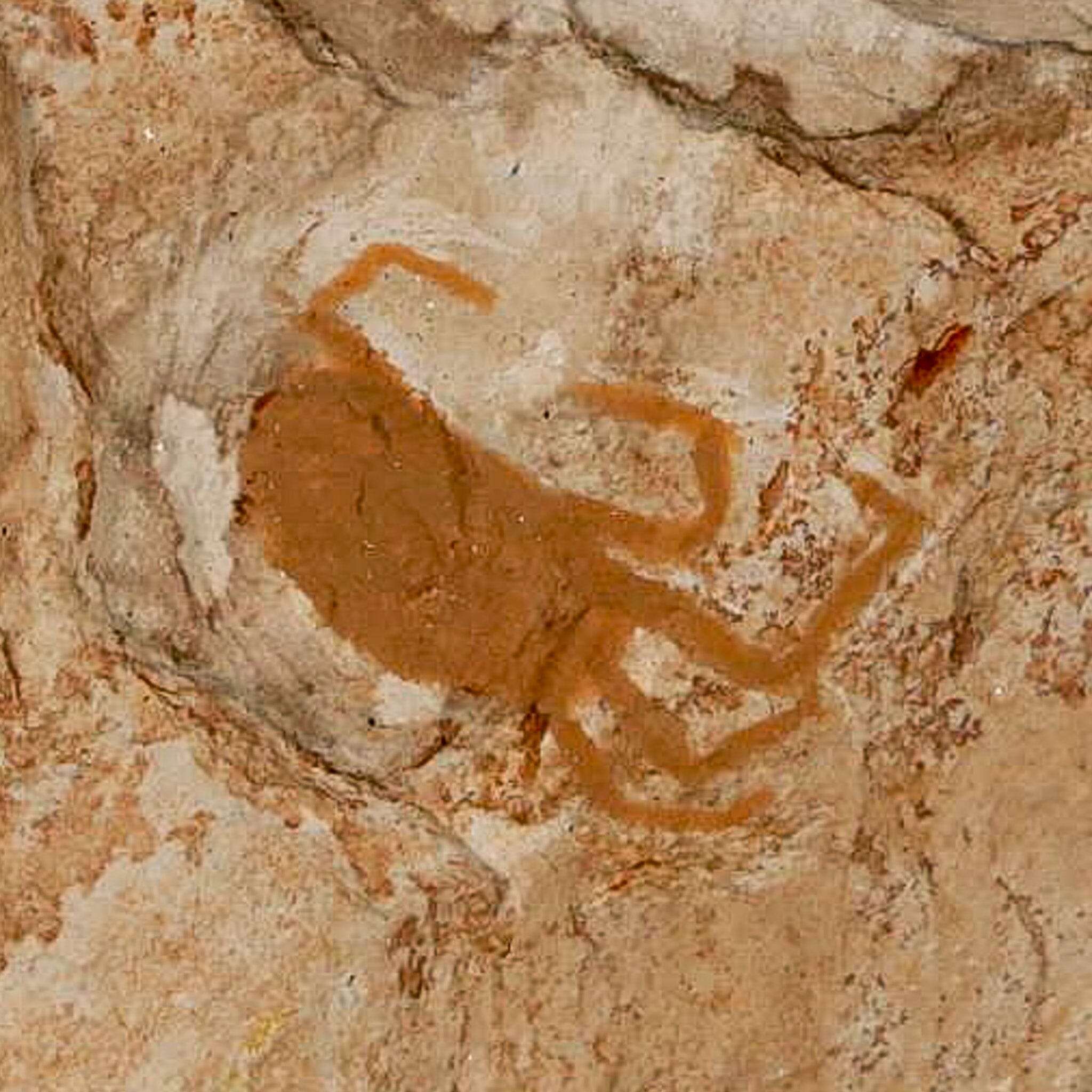 0.7" Fossil Crab Pinnixa Galliheri Pea Crab Monterey Cty San Luis Obispo Miocene Epoch - Fossil Age Minerals