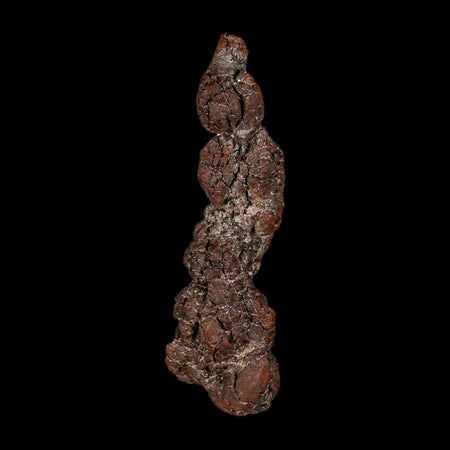 3.3" Prehistoric Coprolite Fossil Specimen Poop Dung Miocene Madagascar