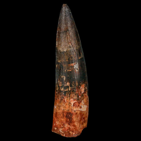 XXL 4" Spinosaurus Fossil Tooth 100 Million Years Old Cretaceous Dinosaur COA - Fossil Age Minerals
