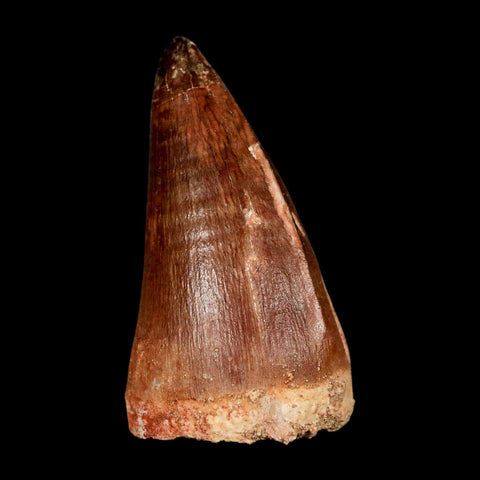 XL 2" Mosasaur Prognathodon Fossil Tooth Cretaceous Dinosaur Era COA & Stand