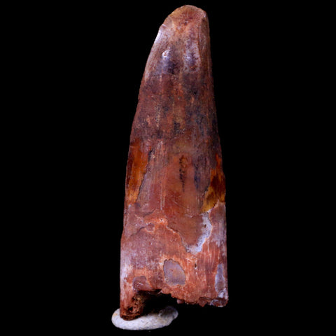 2" Spinosaurus Fossil Tooth 100 Mil Yrs Old Cretaceous Dinosaur COA & Stand - Fossil Age Minerals