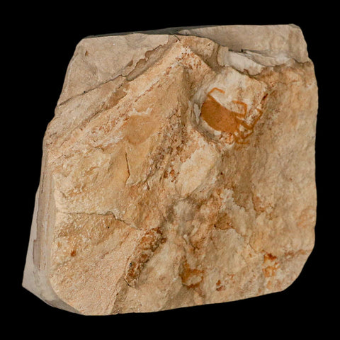 0.7" Fossil Crab Pinnixa Galliheri Pea Crab Monterey Cty San Luis Obispo Miocene Epoch - Fossil Age Minerals